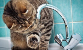 Завтра в некоторых районах Бишкека отключат воду