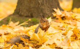 Бишкекчан ждет теплая и преимущественно ясная погода в начале декабря