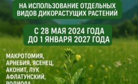 Минприроды приостановило выдачу разрешений на заготовку некоторых растений