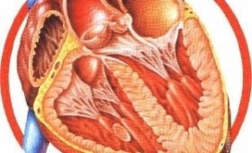 Президент подписал Указ «О национальной программе «Здоровое сердце»