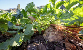 В КР свекловоды могут сдать свой урожай через электронную очередь