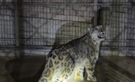 В Кеминском районе экологи зафиксировали появление снежного барса