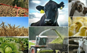 На ярмарке в Тонском районе мясо яка продавали по 600 сомов