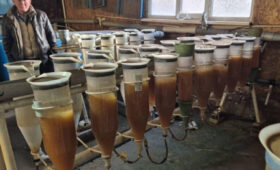 Сон-Кульское рыбное хозяйство заложило 6,5 млн икринок сига-лудоги