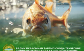 Кыргызстан внедряет цифровой контроль над рыбной продукцией