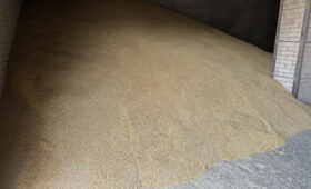 Минсельхоз призывает фермеров выбирать сертифицированные семена