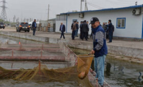Укрупнение рыбных хозяйств и создание кооперативов — требование дня