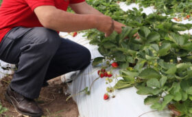 Исследование: Несколько минут активных бытовых дел в день снижают риск смерти почти наполовину