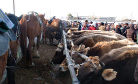 Без ветеринарной справки на скотный рынок не пустят — Госветинспекция