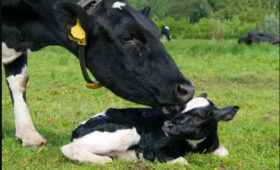 В КР внедряют современные технологии искусственного осеменения КРС