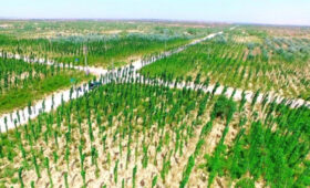 Китай посадил 78 миллиардов новых деревьев, но климат стал только хуже