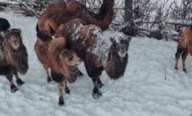 Потомственный фермер возрождает в Нарыне забытое искусство верблюдоводства