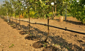 В Баткене запускают систему капельного орошения на 143 гектарах