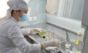 Ввезенный из России картофель вернули из-за фитосанитарных нарушений