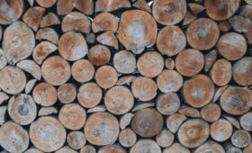 В КР продлили на полгода ограничения на экспорт древесины за пределы ЕАЭС