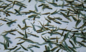 В Иссык-Куль в 2026 году планируют выпустить 14,1 млн мальков