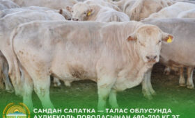 В Таласе фермеры делают ставку на коров-гигантов
