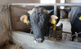 Минсельхоз КР приглашает фермеров на бесплатные тренинги