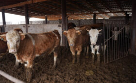 Минсельхоз КР раскрыл формулу идеального рациона для скота