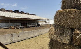 До конца 2026 года в КР можно будет беспошлинно завезти 5000 тонн мяса