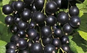 Садовод Руслан Минбаев стал чемпионом, заменив арыки современным поливом