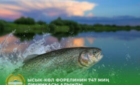 В Иссык-Кульской области вывели более 700 тысяч личинок форели