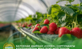 Фермер из Баткена наладил доходное производство ягод в разгар зимы