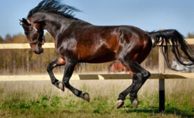 Кыргызстан закупит элитных лошадей и обновит ипподромы к Играм кочевников