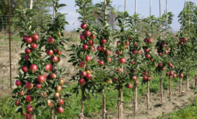 Минсельхоз КР призывает садоводов отказаться от высоких деревьев