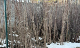 Минсельхоз обучил фермеров Кара-Кулжи правильному выбору семян