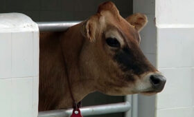 Искусственное осеменение позволяет фермерам экономить до 60 тысяч сомов