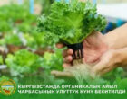 Кыргызстан будет отмечать День органического сельского хозяйства