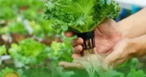 Кыргызстан будет отмечать День органического сельского хозяйства