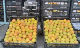 «30+20+10» открывает новые горизонты для переработки фруктов в Кыргызстане