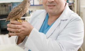 Российский ветеринар Карен Даллакян прилетает в Бишкек спасать редких птиц