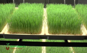 Минсельхоз КР предлагает фермерам обратить внимание на плюсы гидропоники