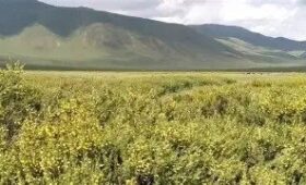 В Минсельхозе КР назвали племенное животноводство ключом к спасению пастбищ