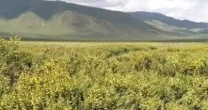 В Минсельхозе КР назвали племенное животноводство ключом к спасению пастбищ