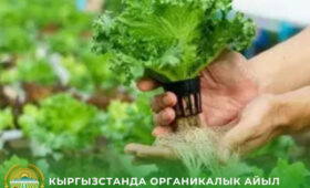 Кыргызстан будет отмечать День органического сельского хозяйства