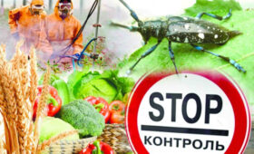 В Оше введен жесткий фитосанитарный контроль импортных саженцев