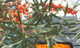 В Кыргызстане создают условия для промышленного выращивания целебных трав