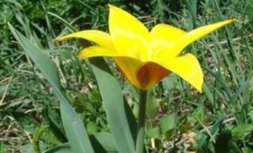 Редкий тюльпан из Кыргызстана продолжает борьбу в международном конкурсе