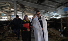 Фермеры КР  сообщили о росте заболеваний среди сельхозживотных