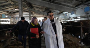 Фермеры КР  сообщили о росте заболеваний среди сельхозживотных