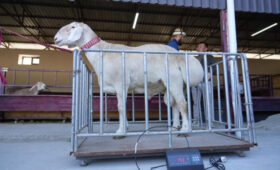 Кыргызстану нужна современная лаборатория по заморозке эмбрионов овец