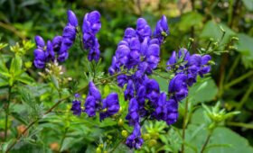 В Кыргызстане хотят узаконить выращивание лекарственных растений на сельхозземлях