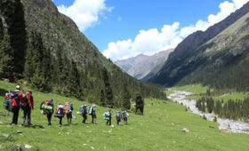 В КР официально разрешат выращивать лекарственные травы на сельхозугодьях