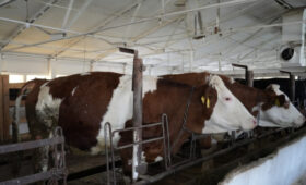 Эрлист Акунбеков взял на контроль ремонт госплемзавода в Сокулукском районе