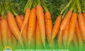 Кыргызстан начал поставки свежей моркови в Пермский край