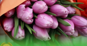 Экспорт цветов из Кыргызстана вырос почти вдвое за последний год